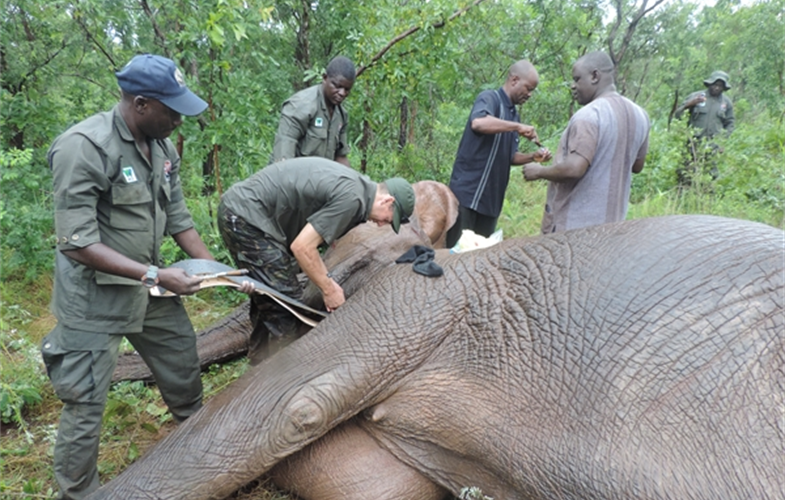 Photo © Nacha Geoffrey, WCS Nigeria Program. Veterinarian Dr. Richard Harvey, fitting a satellite/GPS collar to one of the Yankari elephants, August 2019 